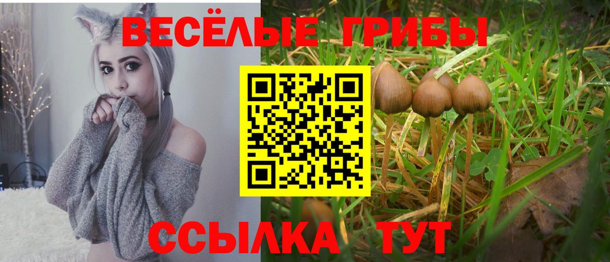 Псилоцибиновые грибы ЛСД  Вход с VPN  Новозыбков  Галлюциногенные грибы GOLDEN TEACHER 